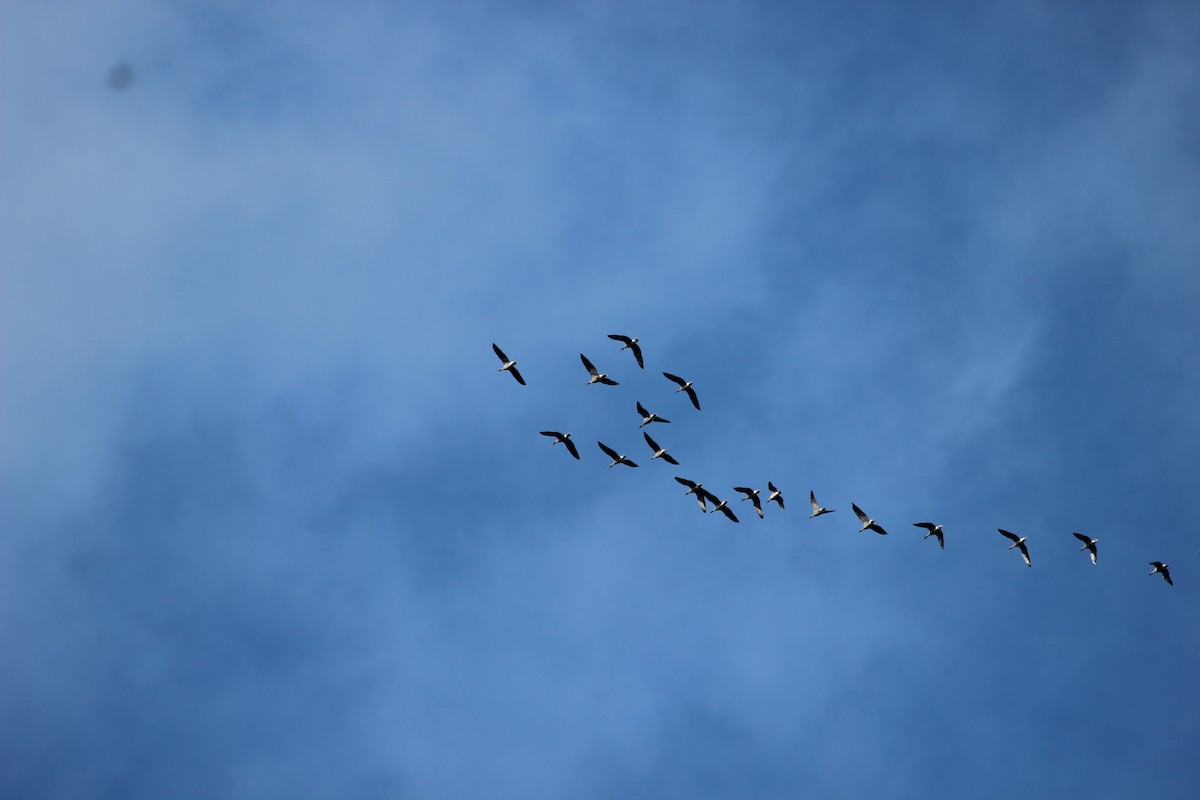 Pink-footed Goose - ML624219448