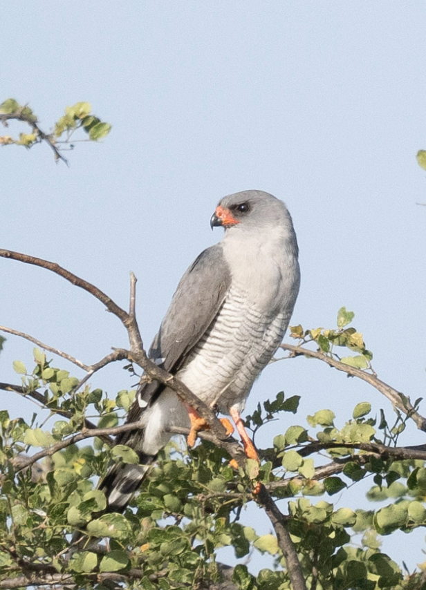 Autour à ailes grises - ML624219453