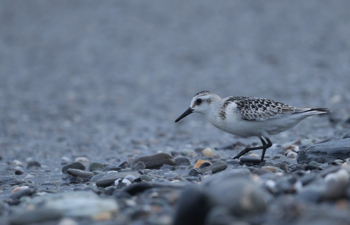 Bécasseau sanderling - ML624219461