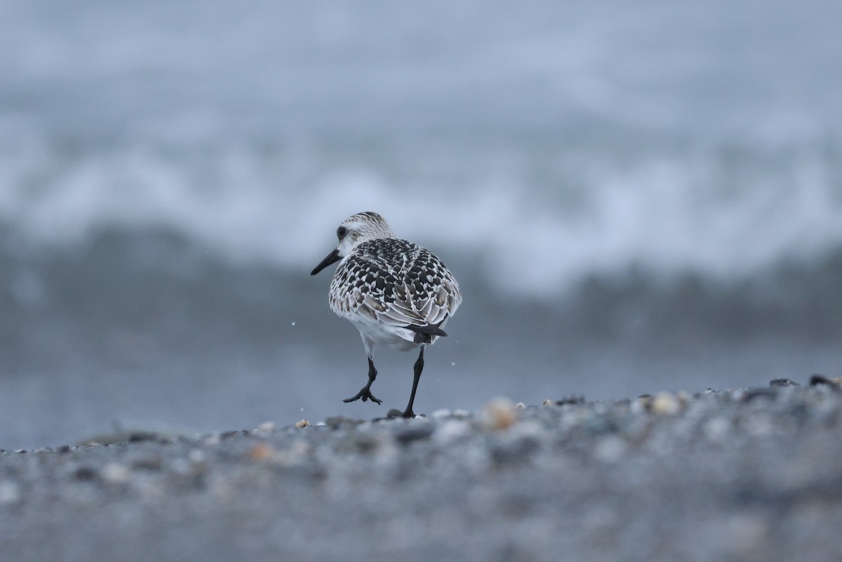 Bécasseau sanderling - ML624219462