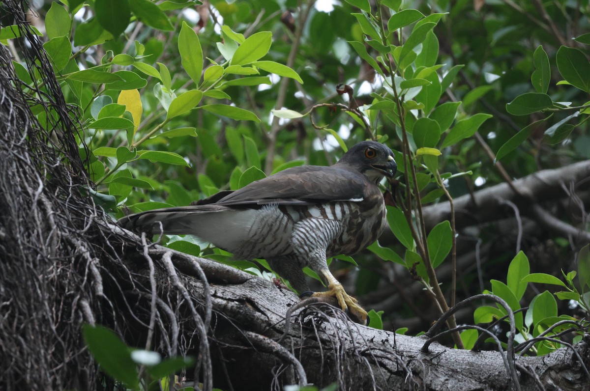 Crested Goshawk - ML624219469