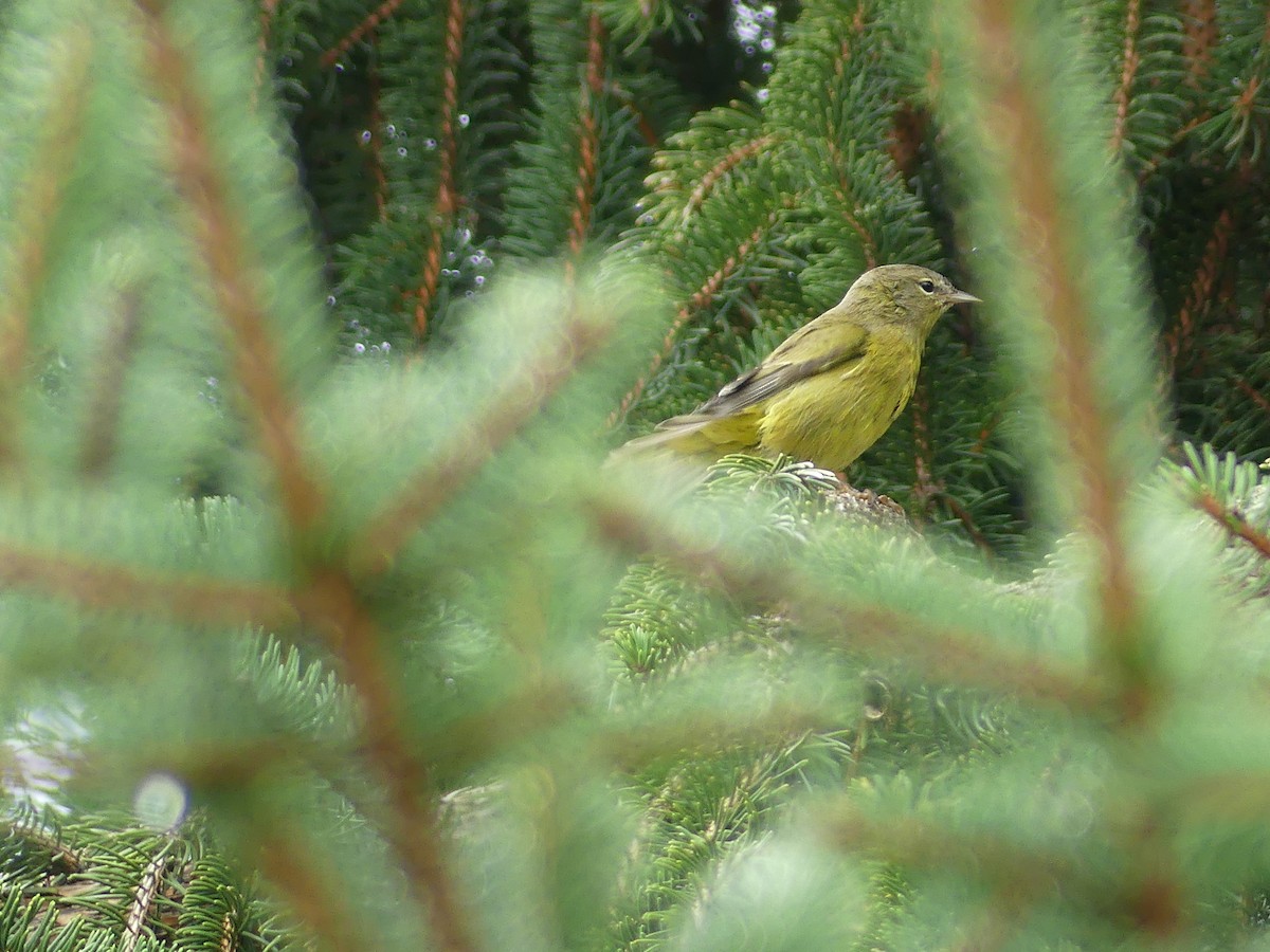 Orange-crowned Warbler - ML624219493