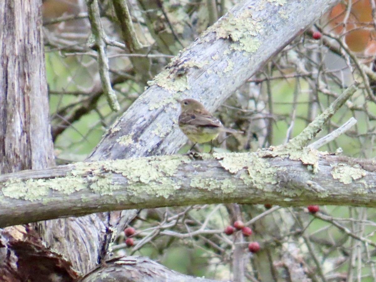 Kirtland's Warbler - Angela Romanczuk