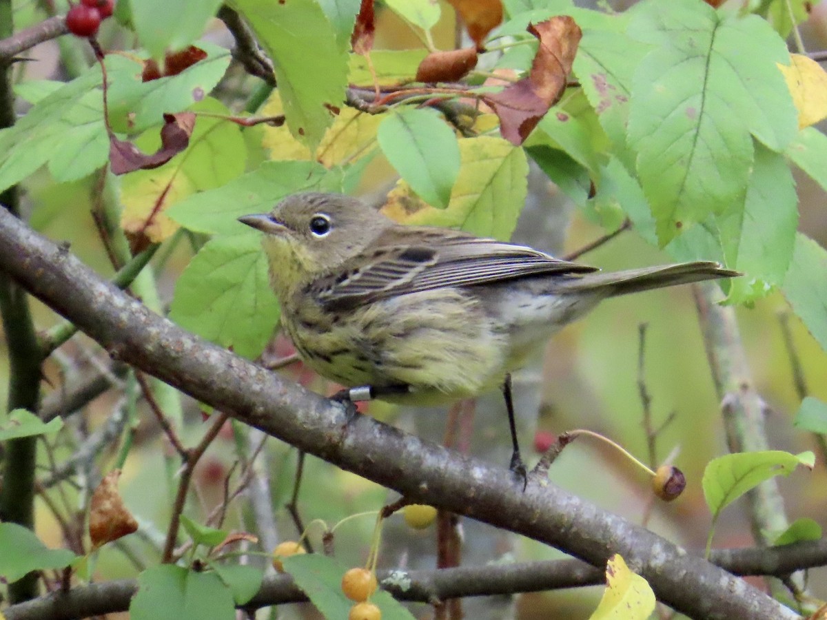 Kirtland's Warbler - ML624219495