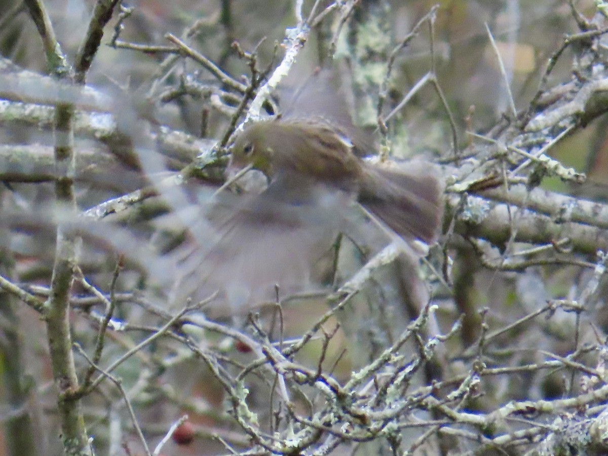 Kirtland's Warbler - ML624219496