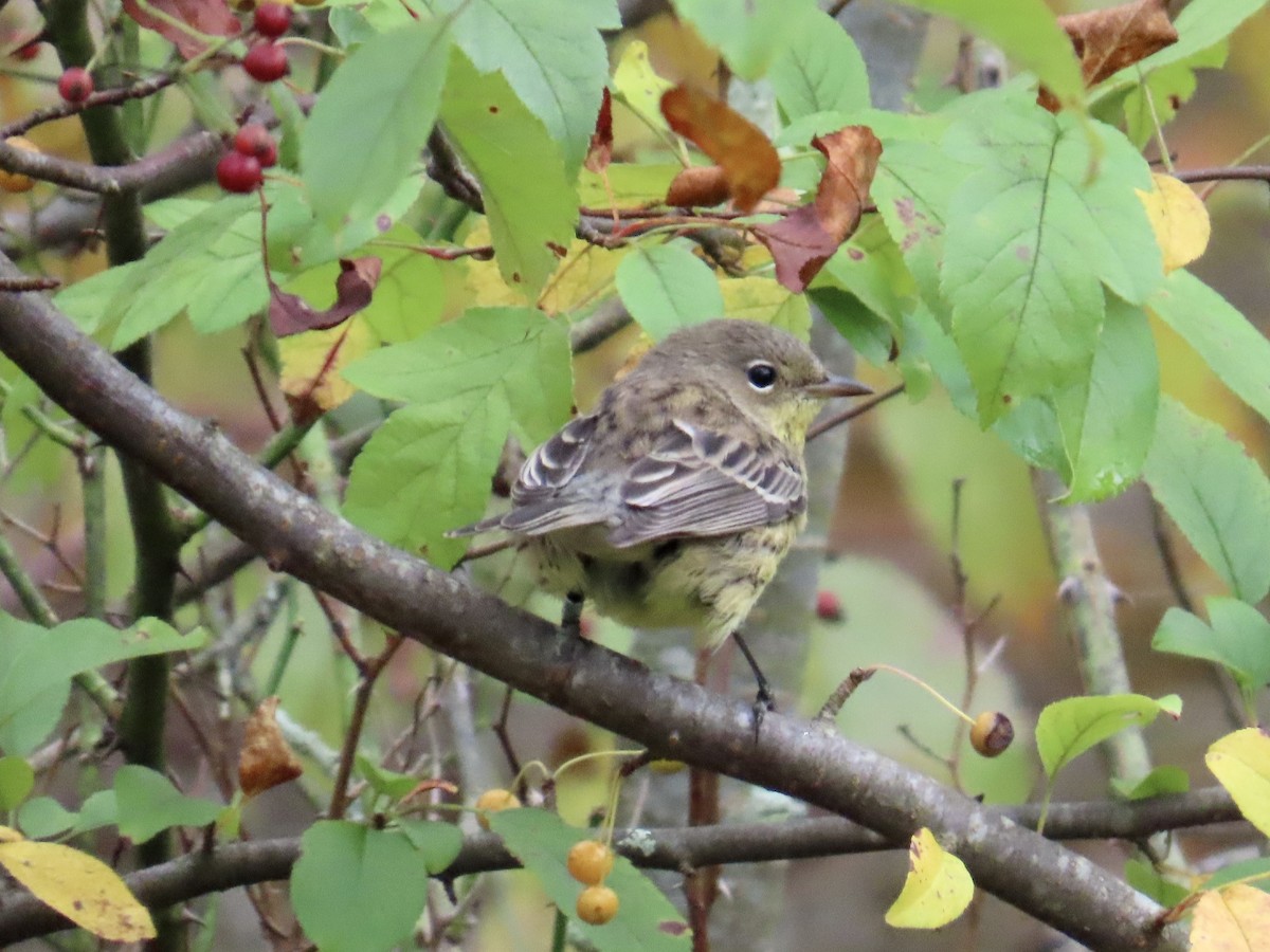 Kirtland's Warbler - ML624219497