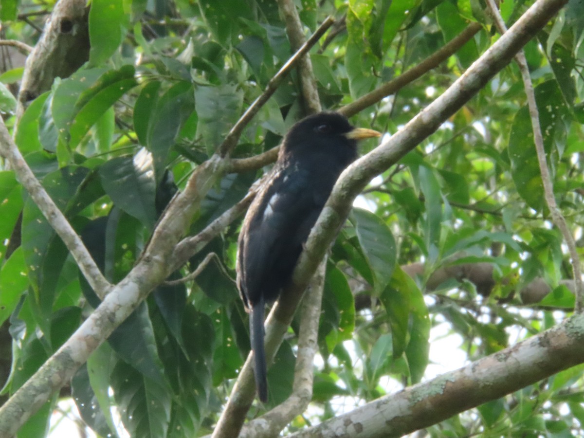 Yellow-billed Nunbird - ML624219500