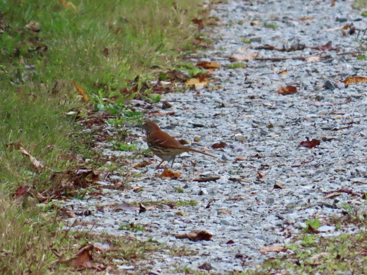 Brown Thrasher - ML624219503