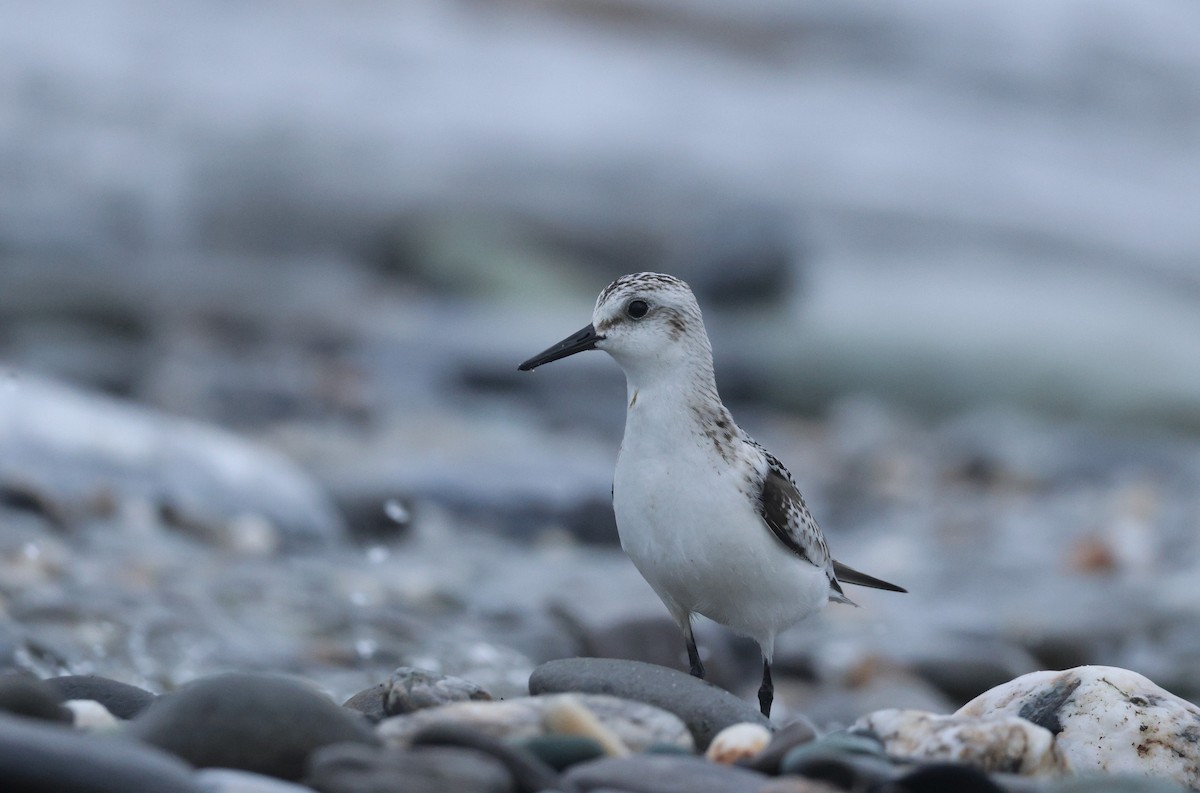 Bécasseau sanderling - ML624219513