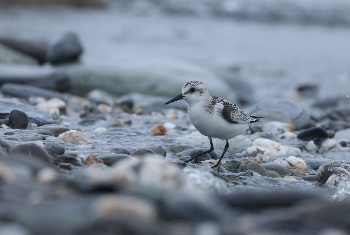 Bécasseau sanderling - ML624219514