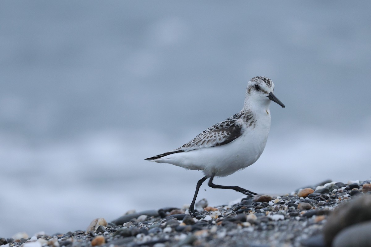 Bécasseau sanderling - ML624219515