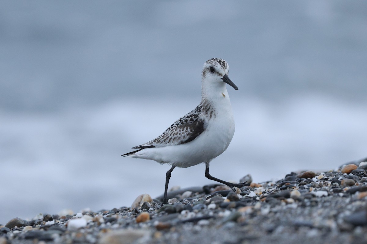 Bécasseau sanderling - ML624219516