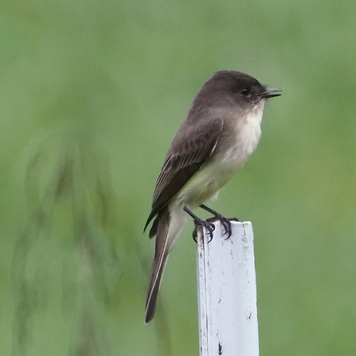 Eastern Phoebe - Russell Myers