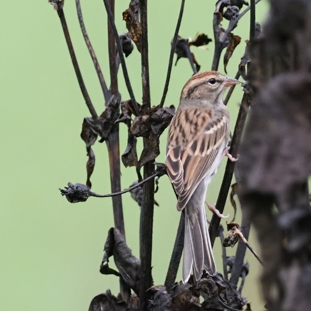 Chipping Sparrow - ML624219530