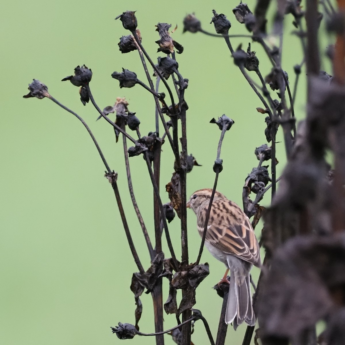 Chipping Sparrow - ML624219532