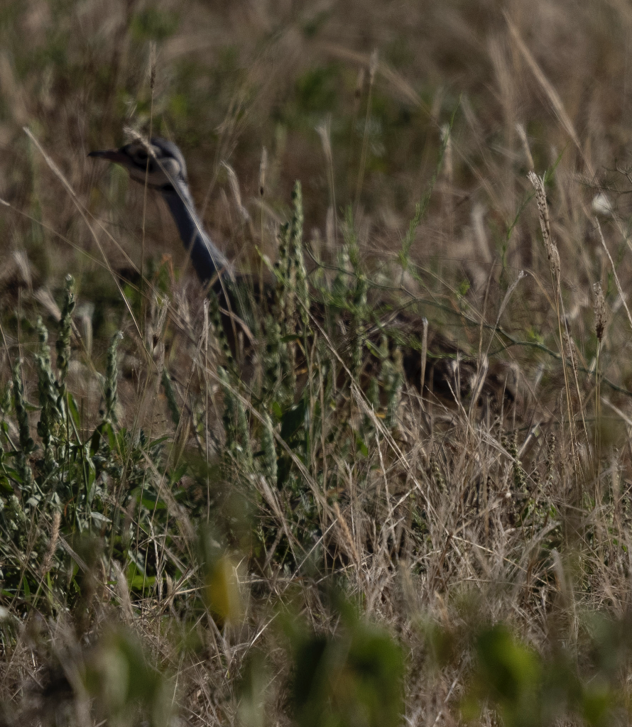 White-bellied Bustard - Anonymous