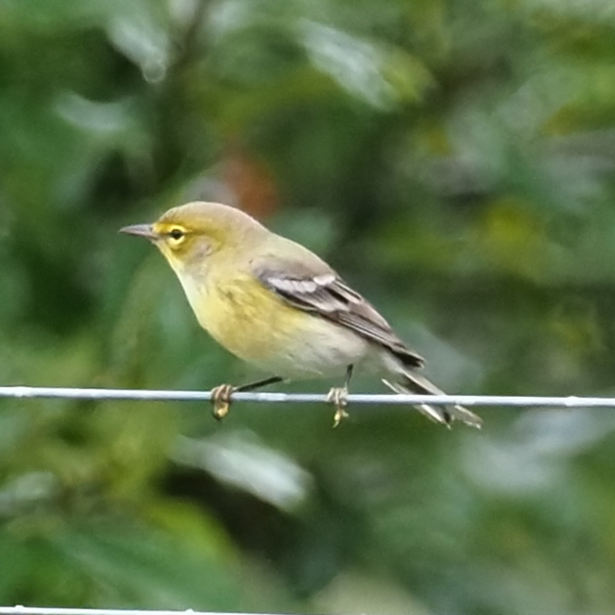 Pine Warbler - ML624219543