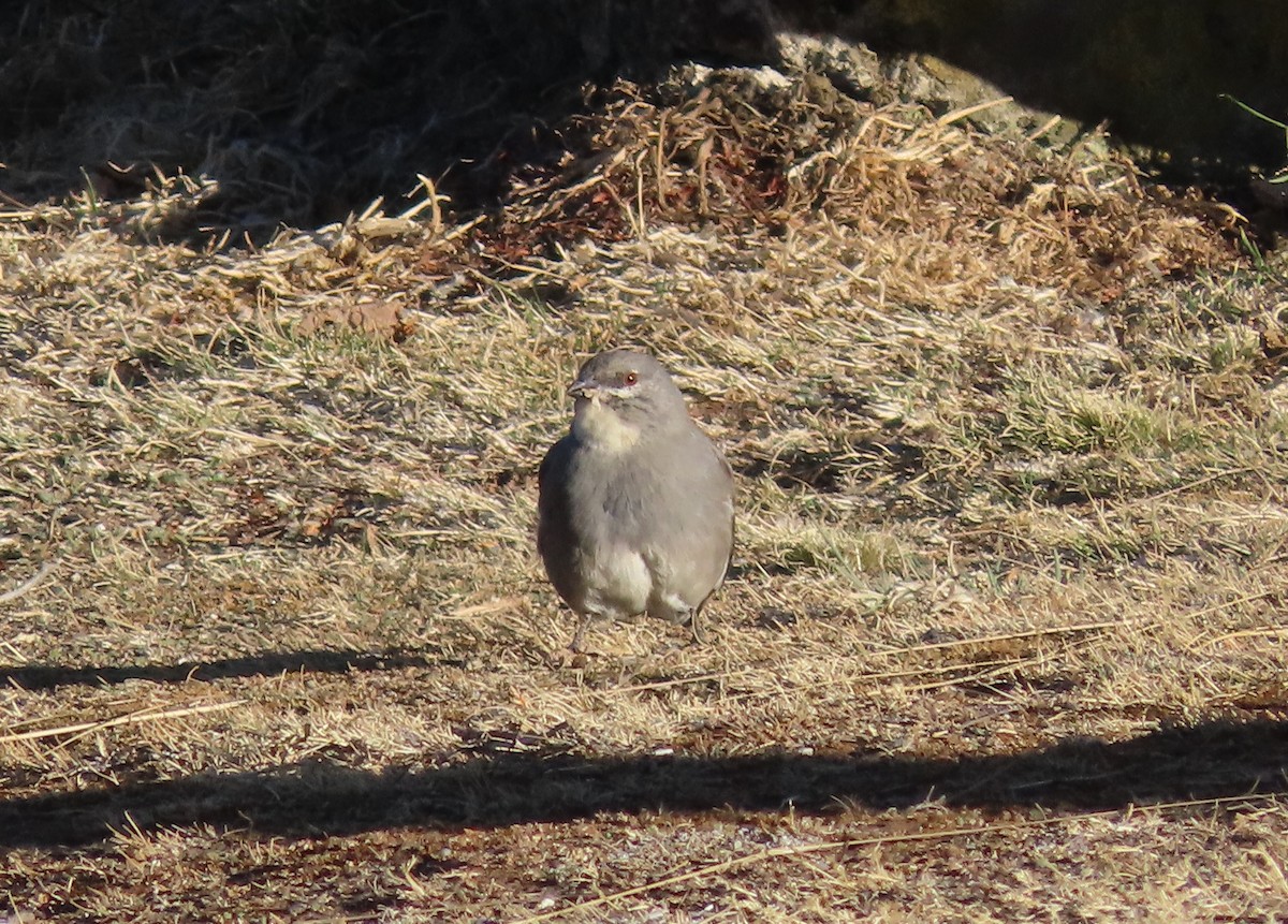 Glacier Finch - ML624219546