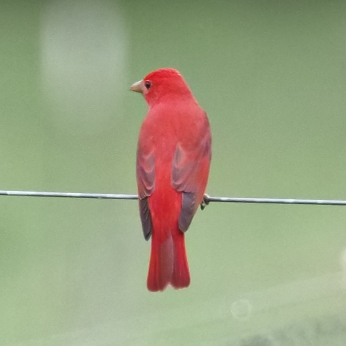 Summer Tanager - Russell Myers