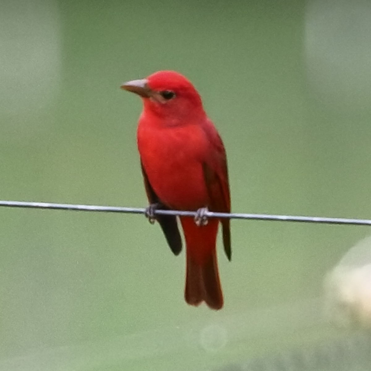 Summer Tanager - ML624219550