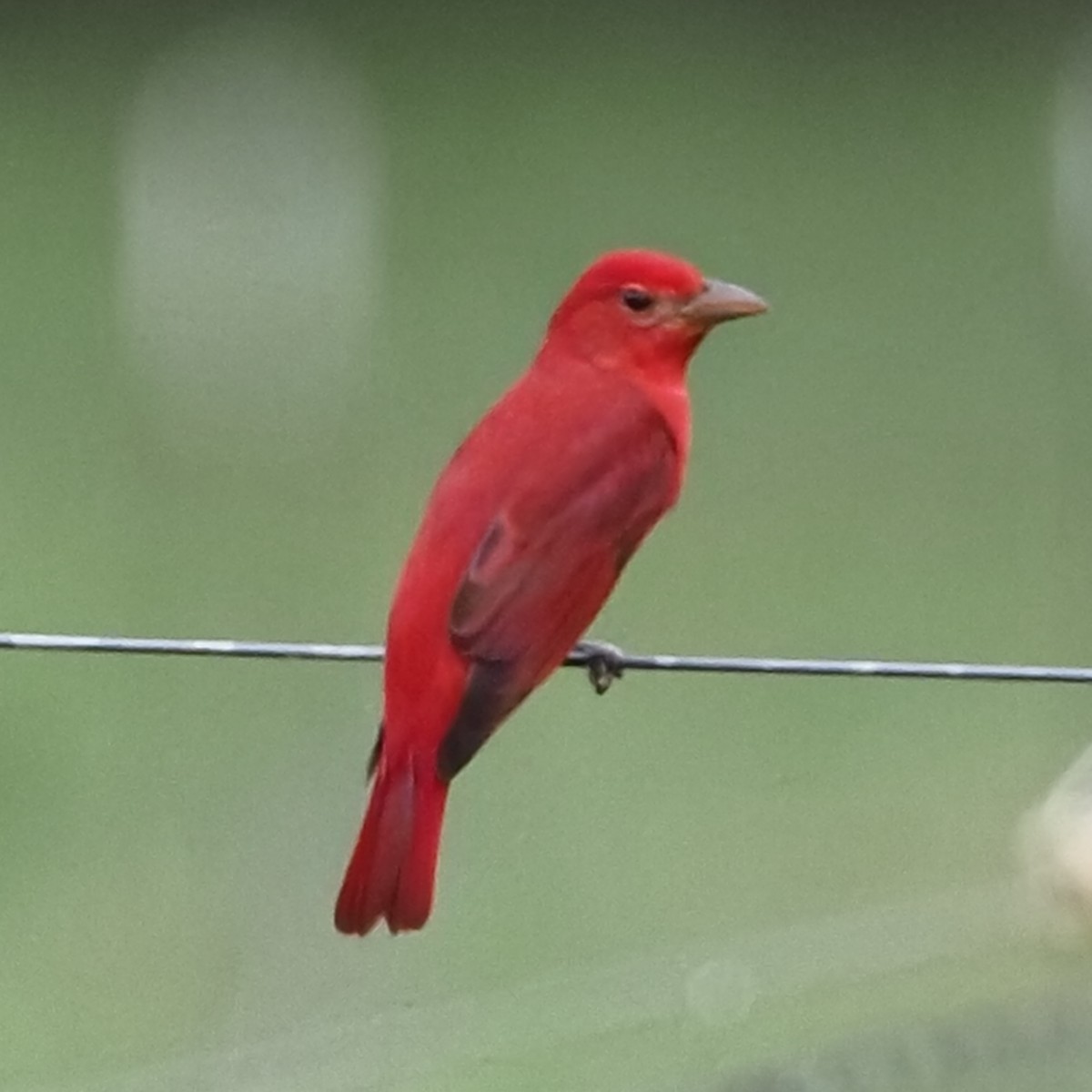 Summer Tanager - ML624219551