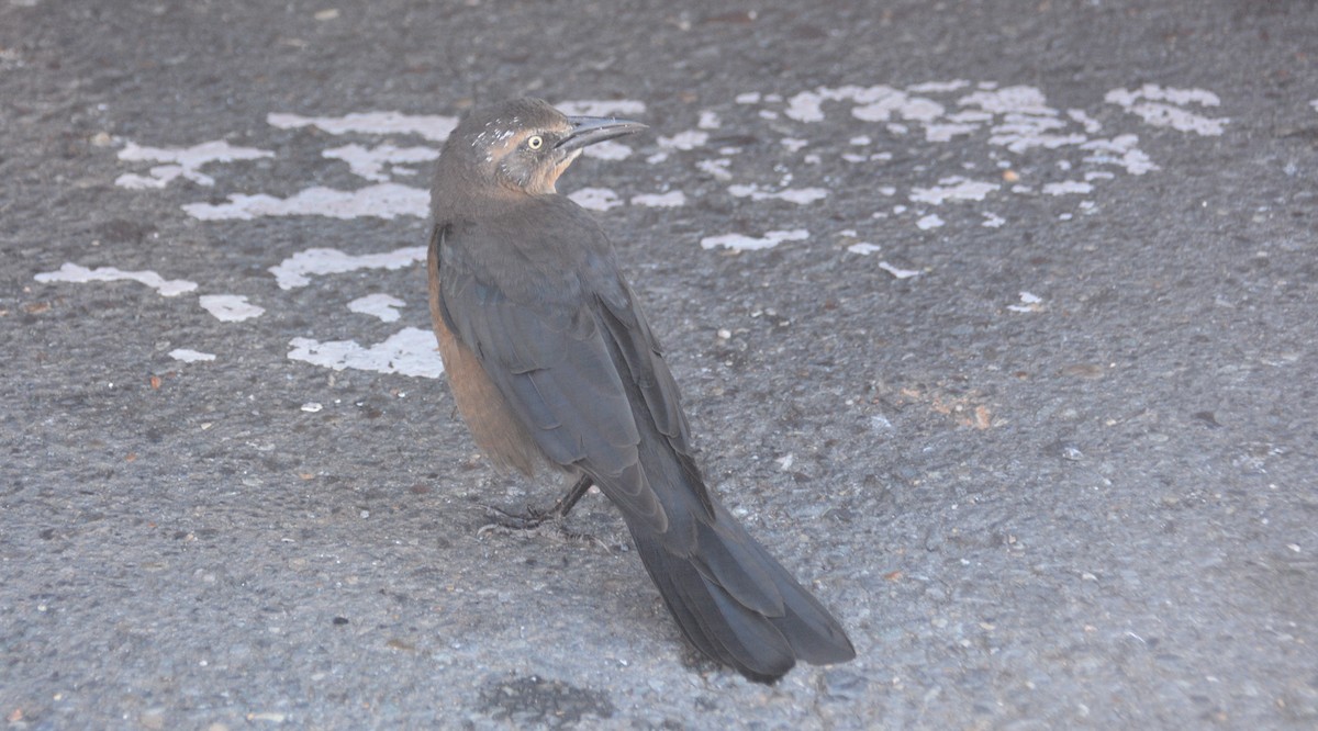 Great-tailed Grackle - ML624219552