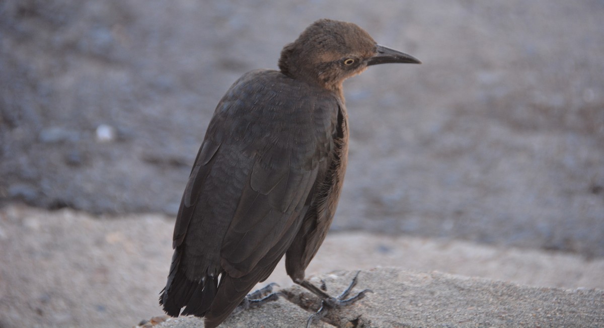 Great-tailed Grackle - ML624219556