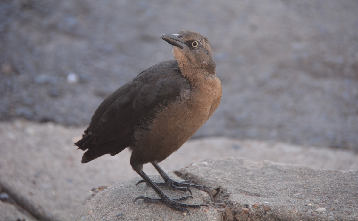 Great-tailed Grackle - ML624219557