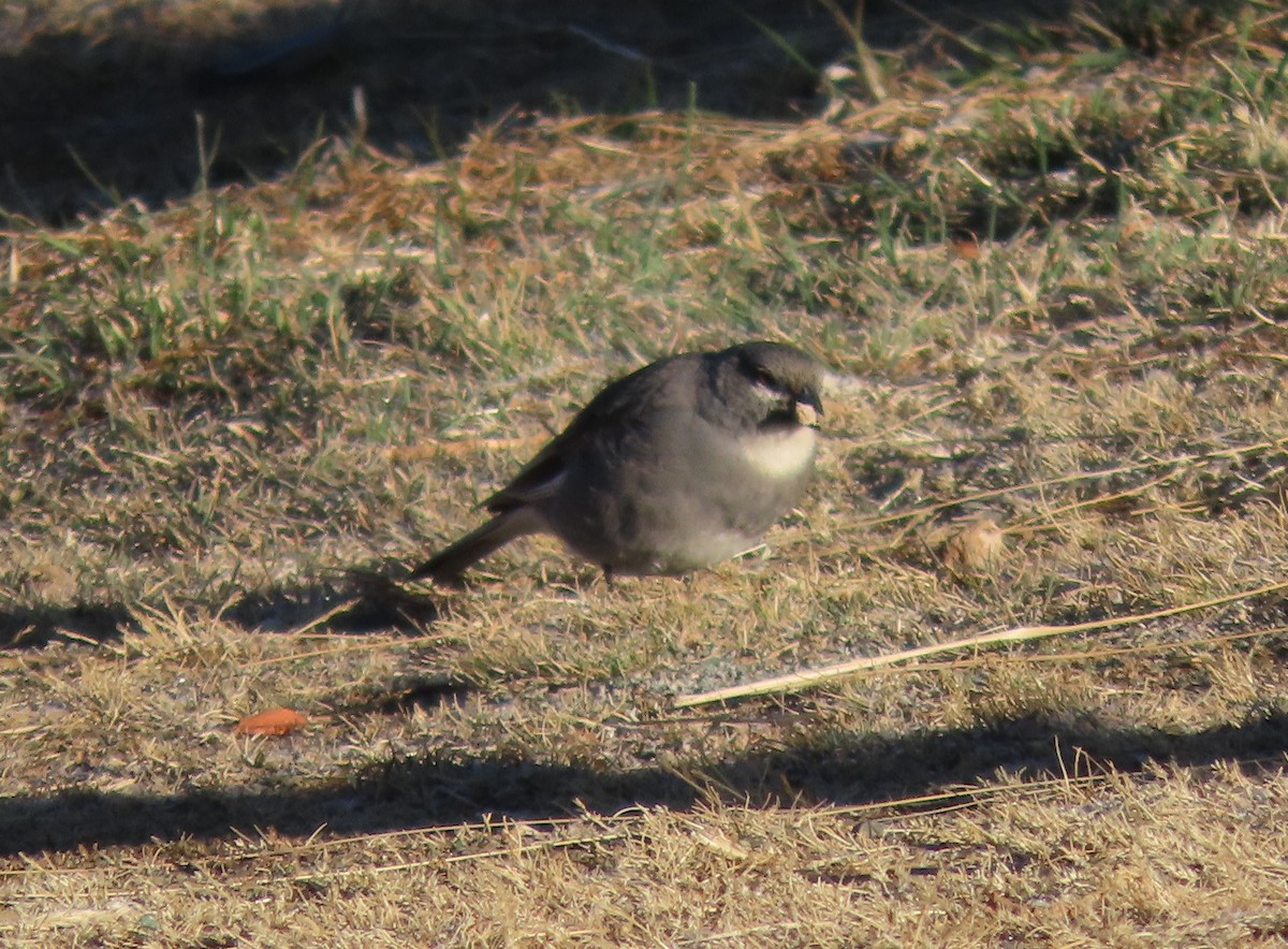 Glacier Finch - ML624219559