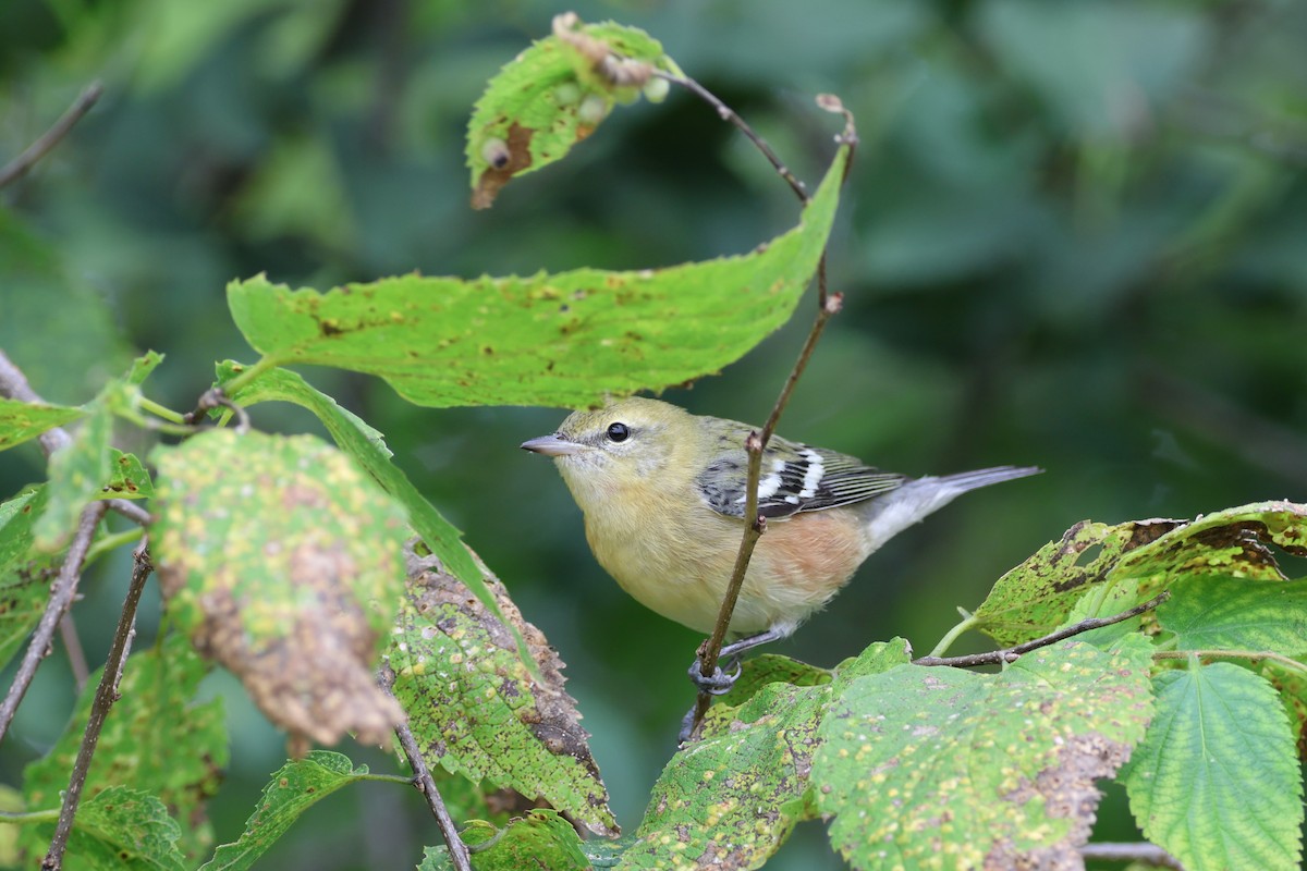 Bay-breasted Warbler - ML624219564