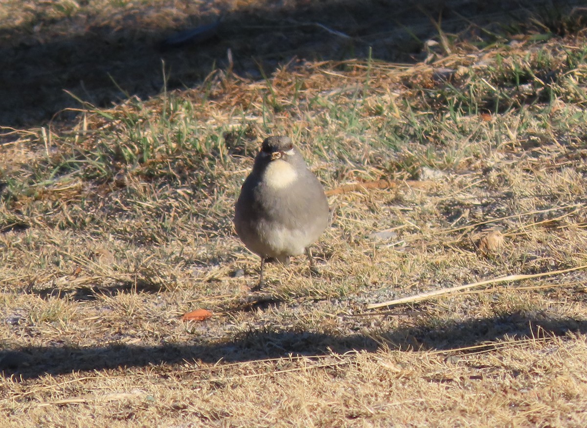 Glacier Finch - ML624219580