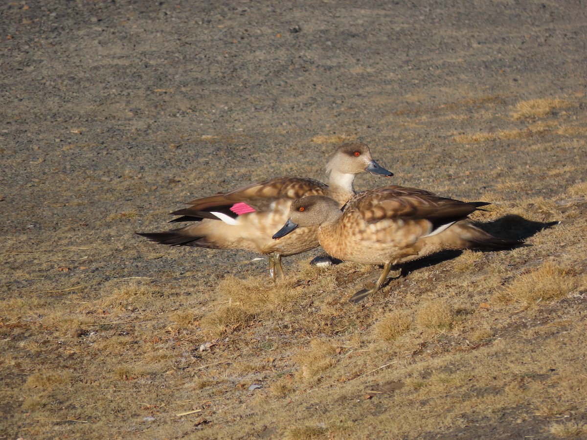 Crested Duck - ML624219597