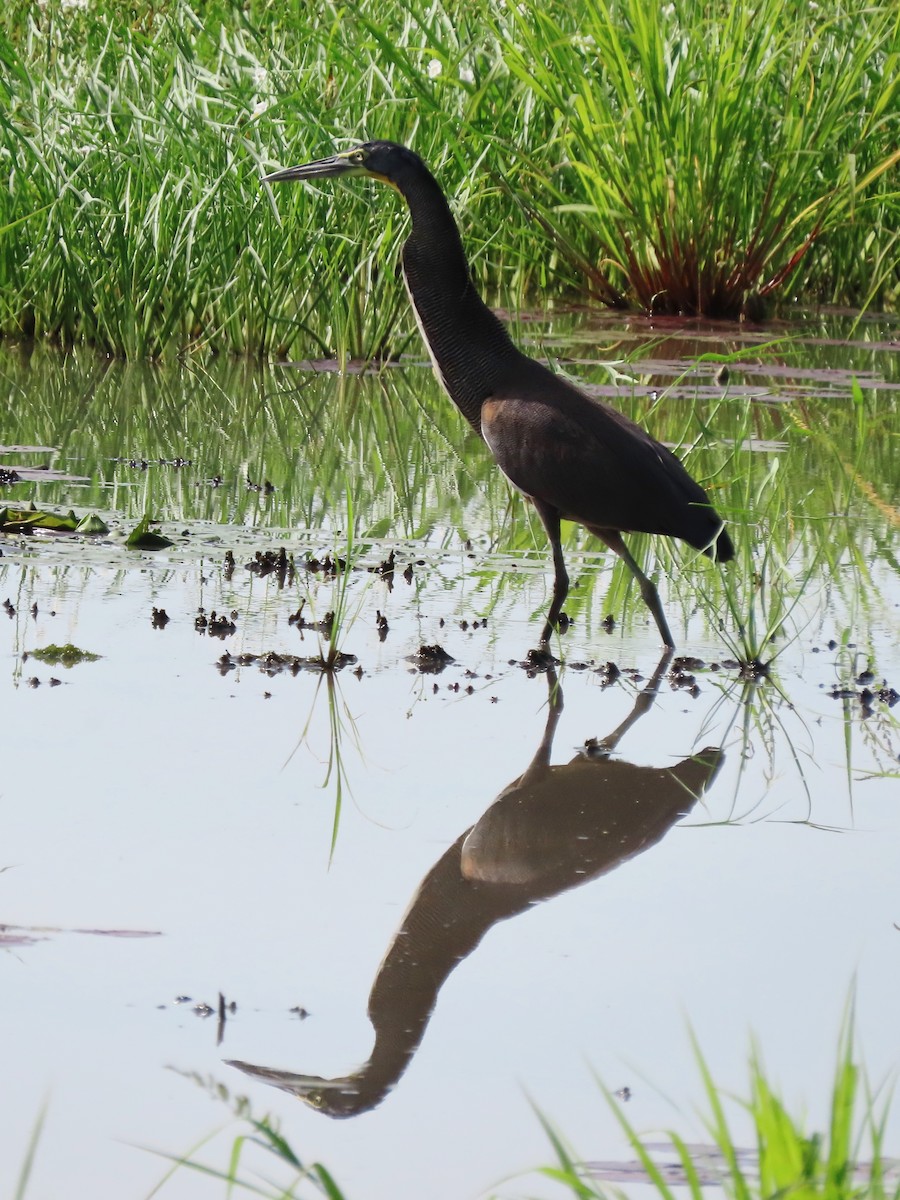 Bare-throated Tiger-Heron - Cynthia Tercero