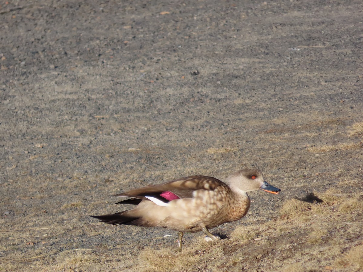 Crested Duck - ML624219607