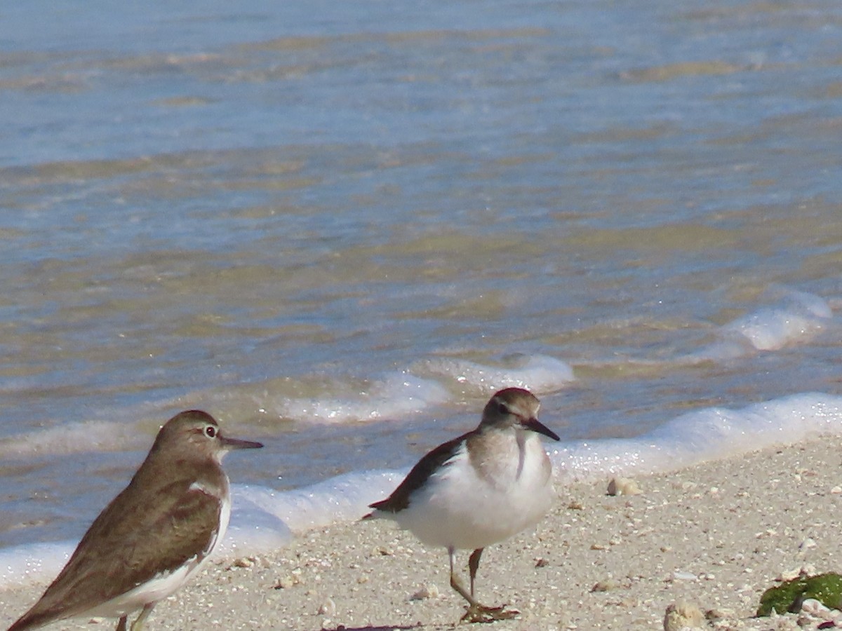 Common Sandpiper - ML624219608