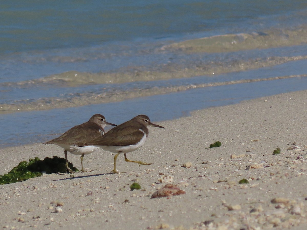 Common Sandpiper - ML624219609