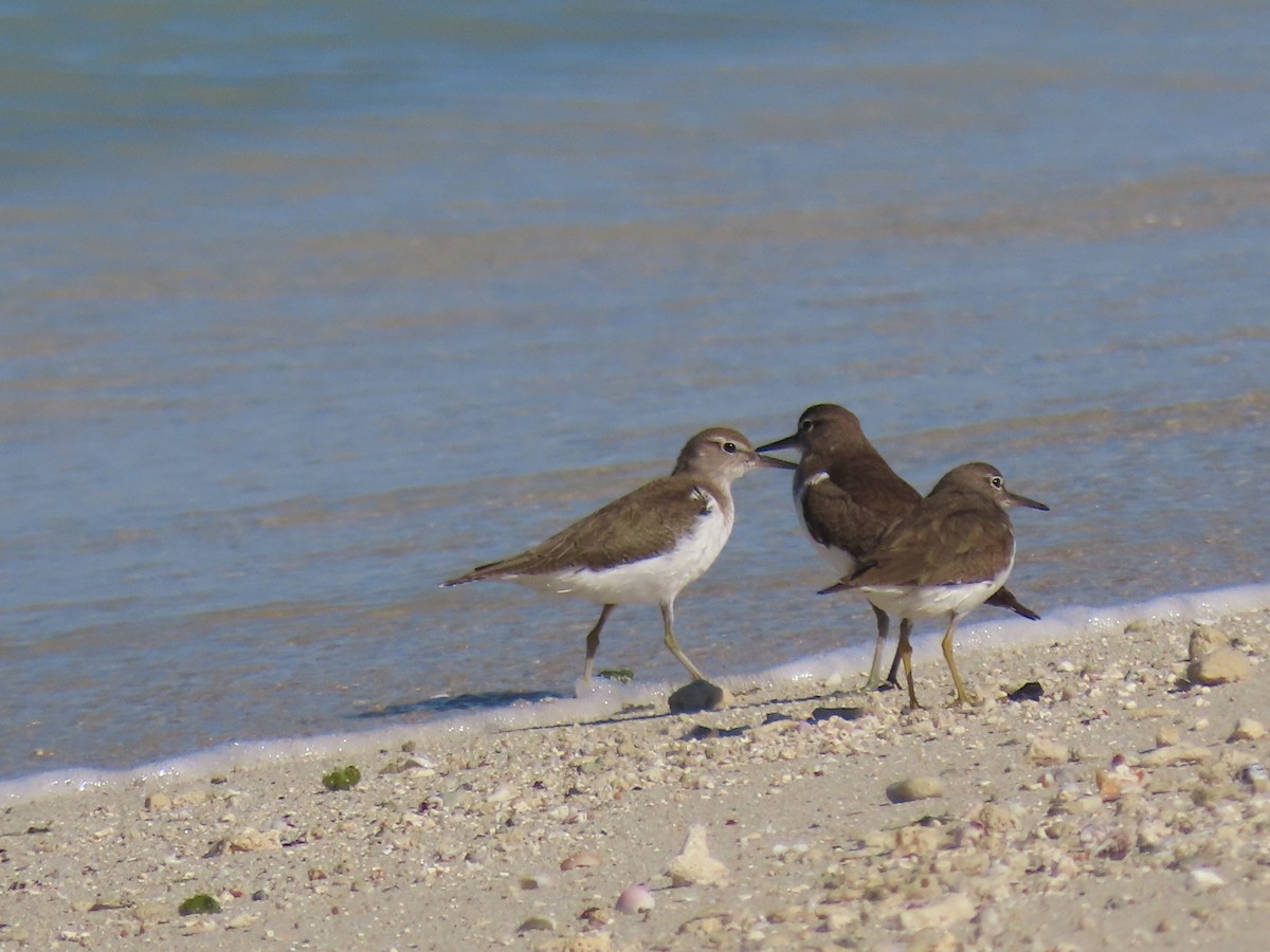 Common Sandpiper - ML624219610