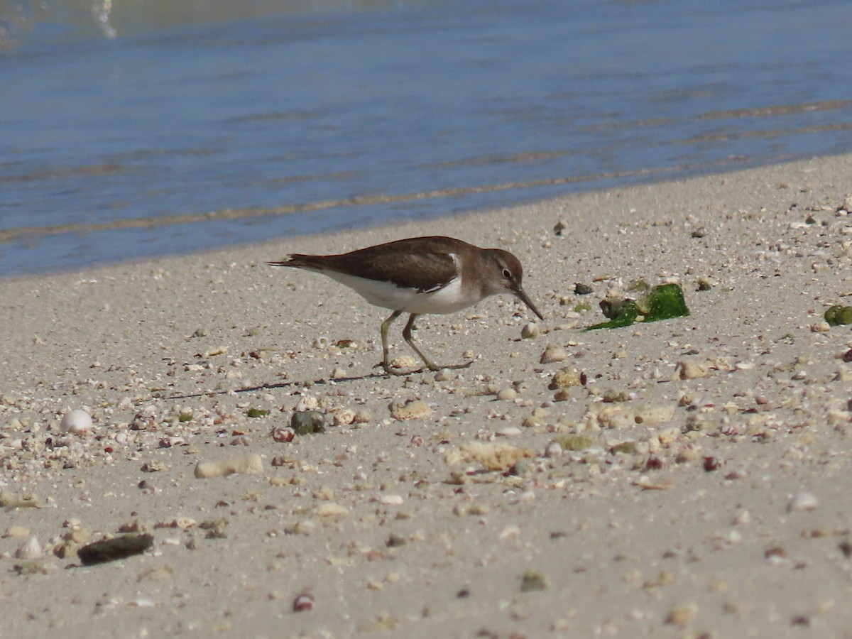 Common Sandpiper - ML624219611