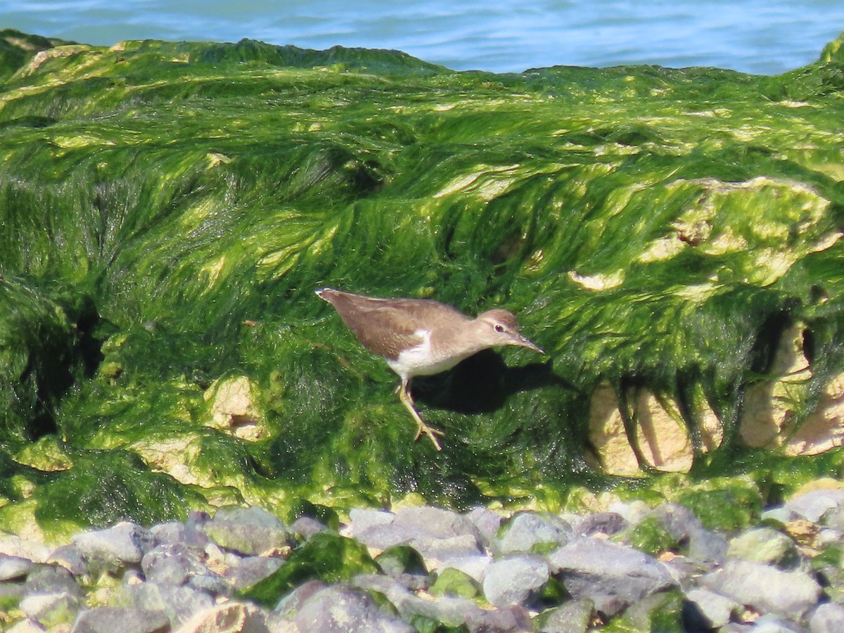 Common Sandpiper - ML624219617