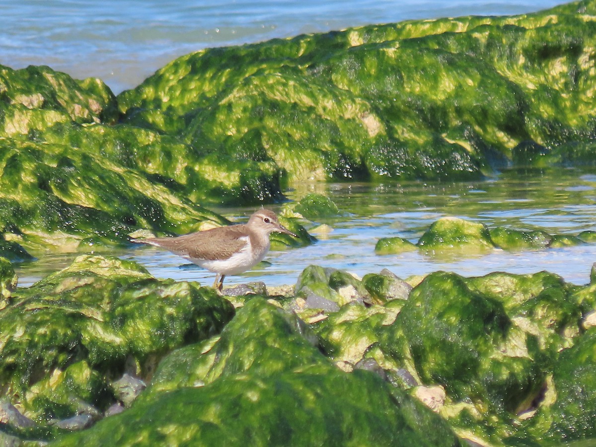 Common Sandpiper - Alireza Kiani nejad