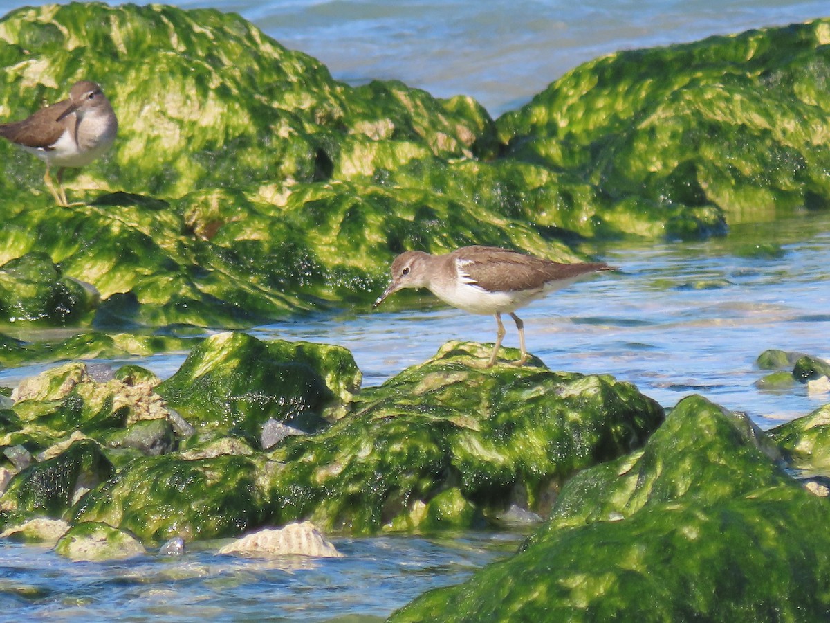 Common Sandpiper - ML624219619