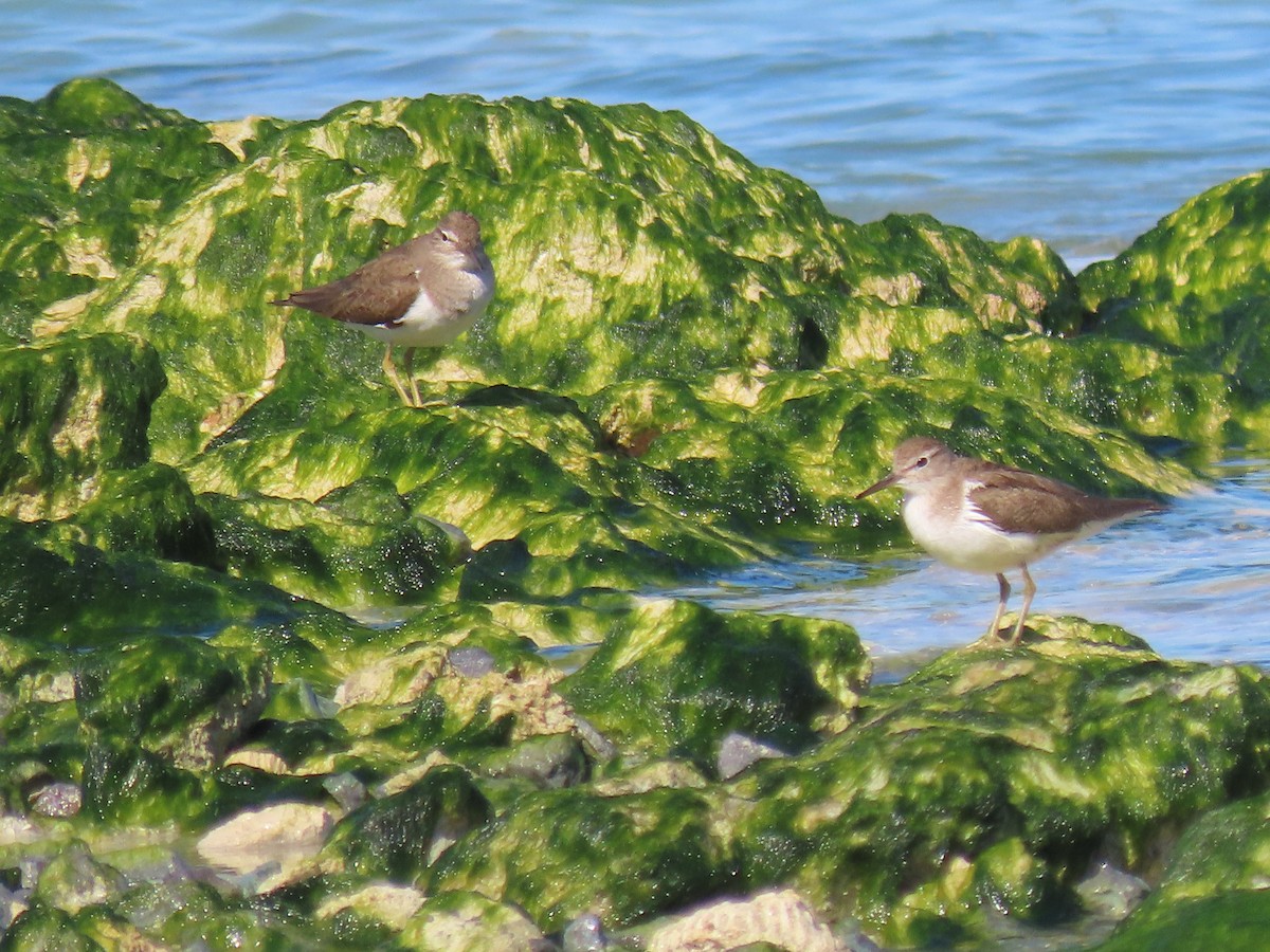 Common Sandpiper - ML624219620