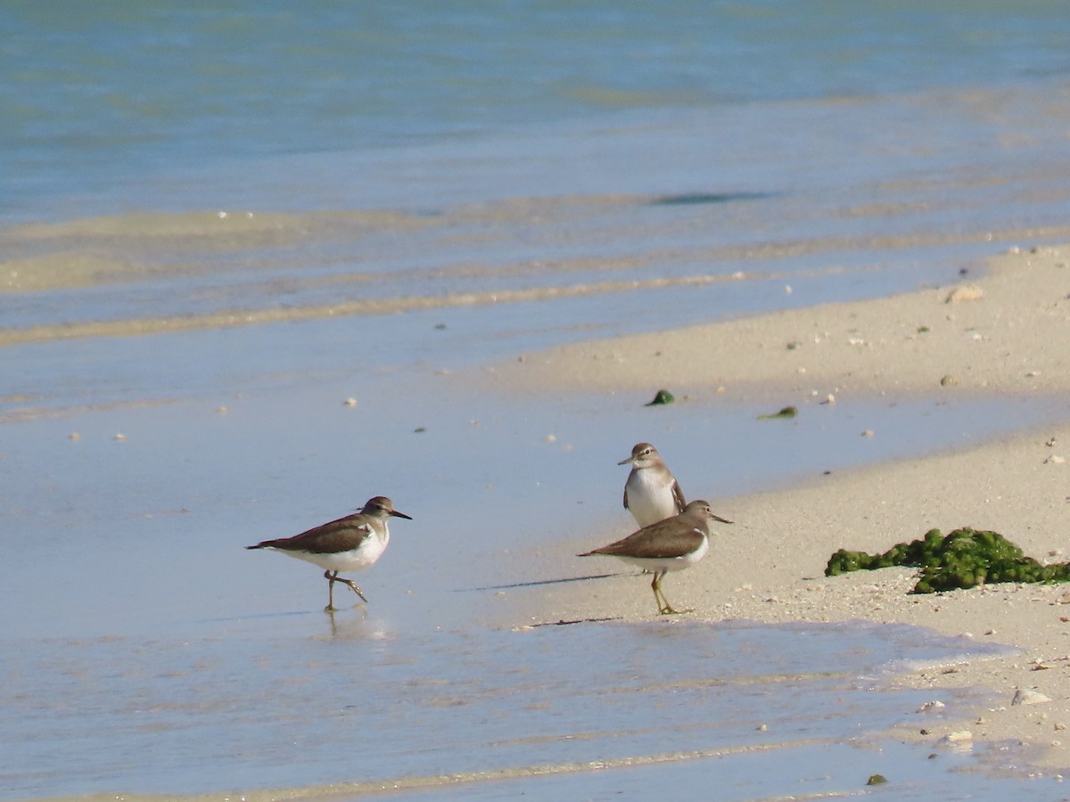 Common Sandpiper - ML624219621