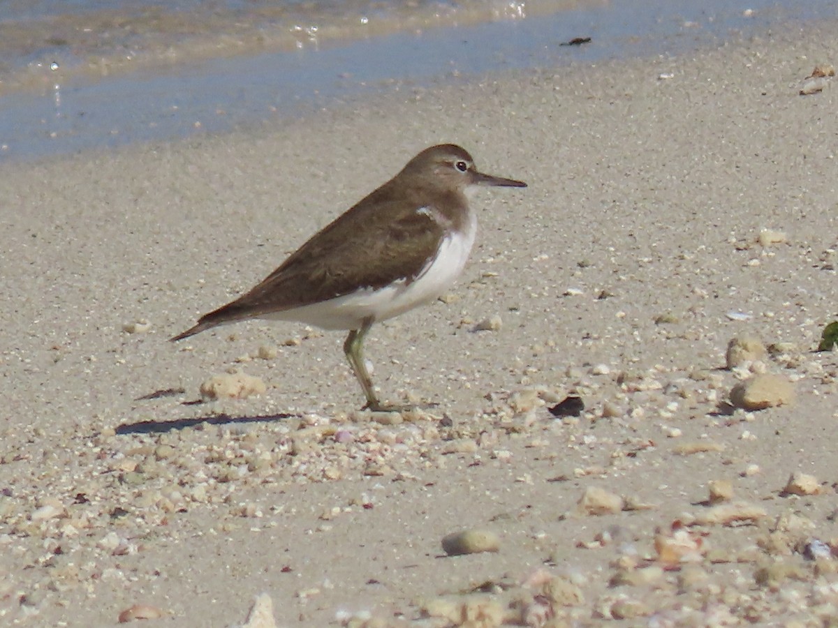 Common Sandpiper - ML624219622