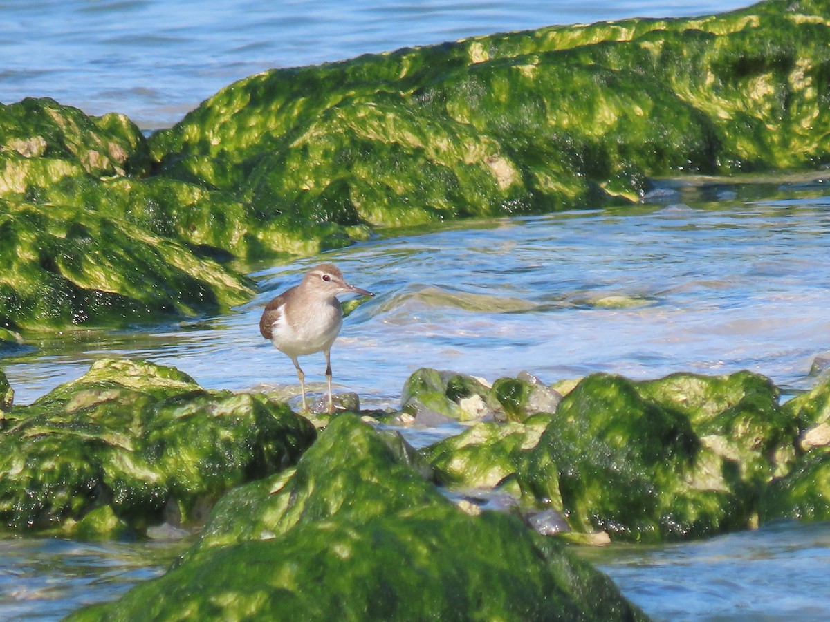 Common Sandpiper - ML624219624