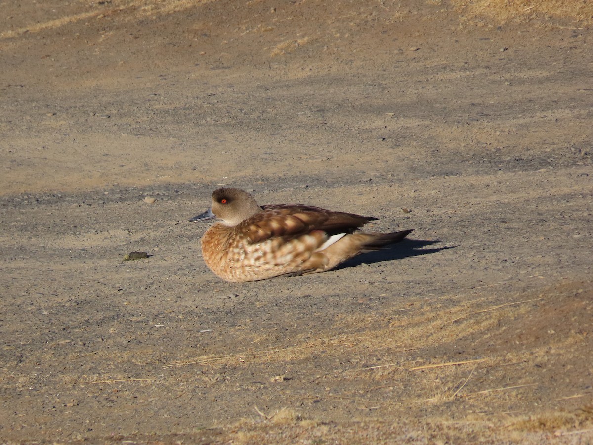 Crested Duck - ML624219627