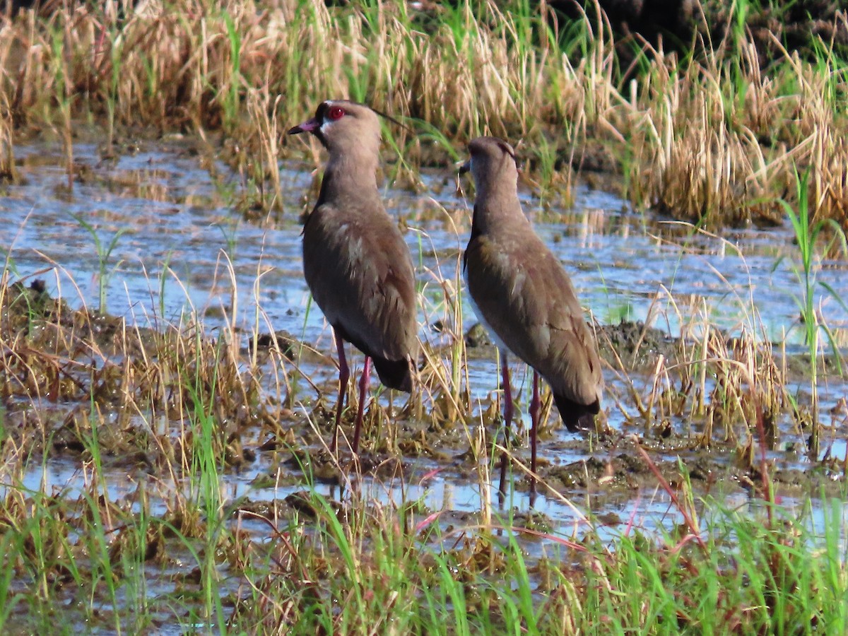 Southern Lapwing - Cynthia Tercero