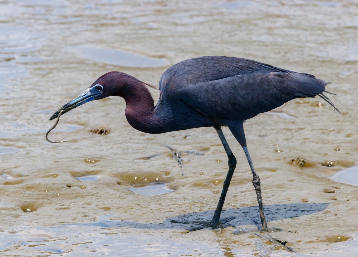 Little Blue Heron - ML624219632