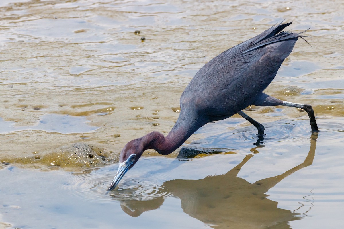 Little Blue Heron - ML624219634