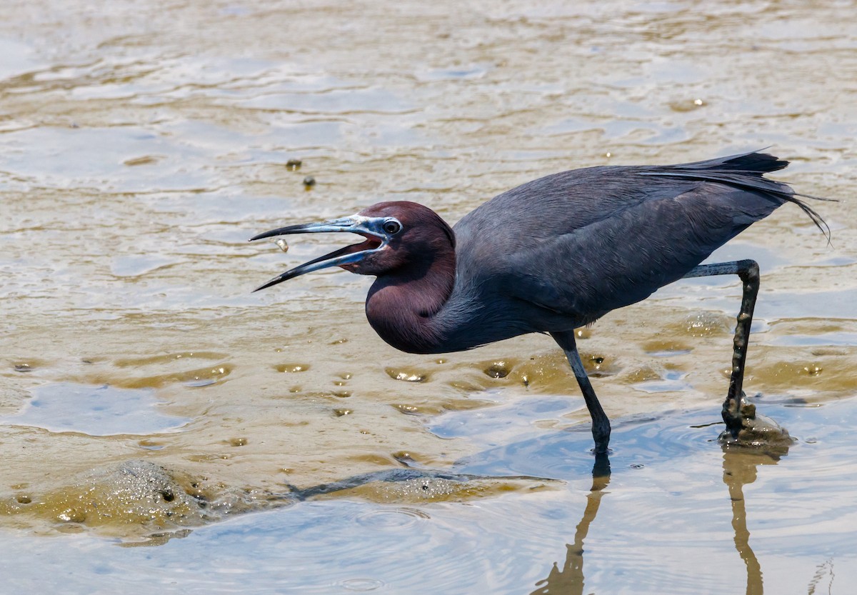 Little Blue Heron - ML624219636